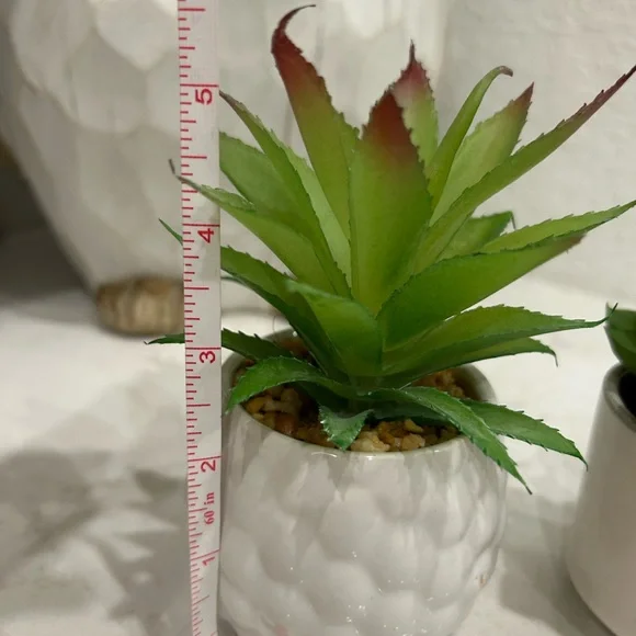 Set of Two Green Succulents in White Pots - Picture 3 of 4